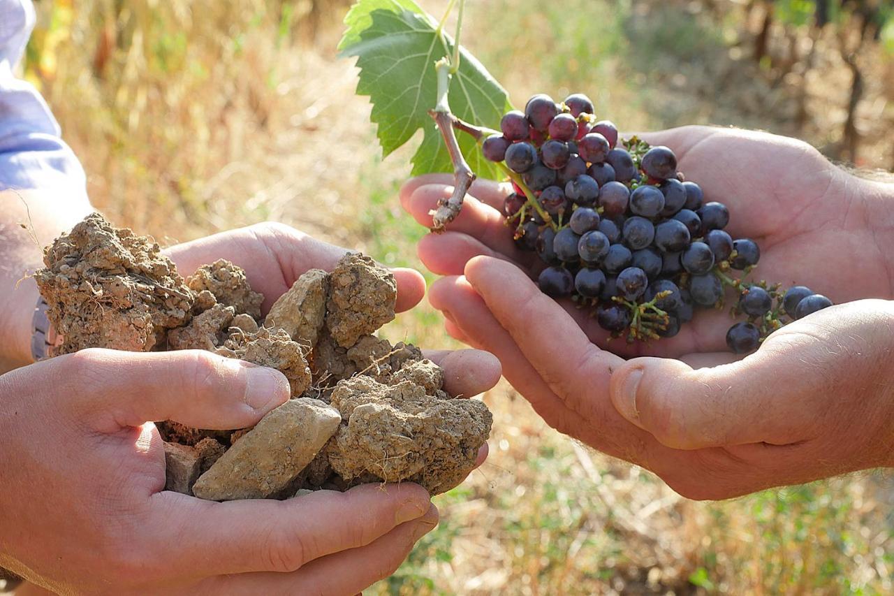 سوفيريتو Terravita Winery & Boutique Apartments المظهر الخارجي الصورة